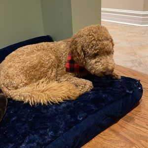 Meet your Posher, Cecilia